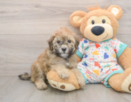 8 week old Havapoo Puppy For Sale - Seaside Pups