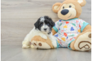 Havapoo Puppy for Adoption
