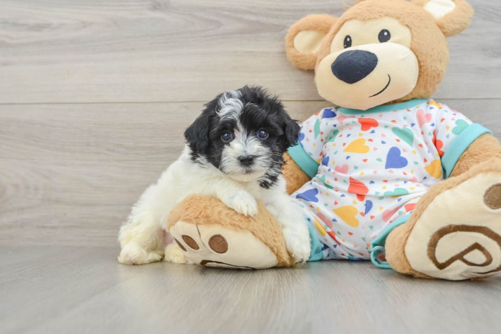 Havapoo Puppy for Adoption