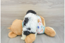 Playful Havadoodle Poodle Mix Puppy
