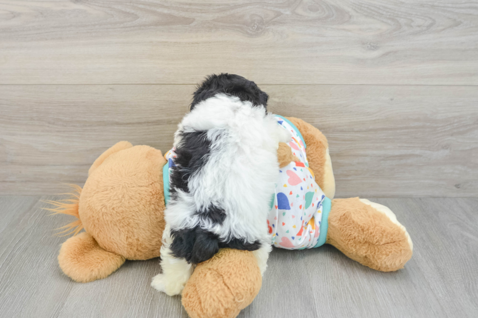 Playful Havadoodle Poodle Mix Puppy