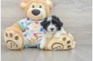 Fluffy Havapoo Poodle Mix Pup