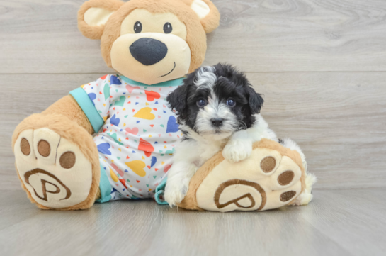 Fluffy Havapoo Poodle Mix Pup