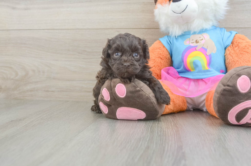 5 week old Havapoo Puppy For Sale - Seaside Pups