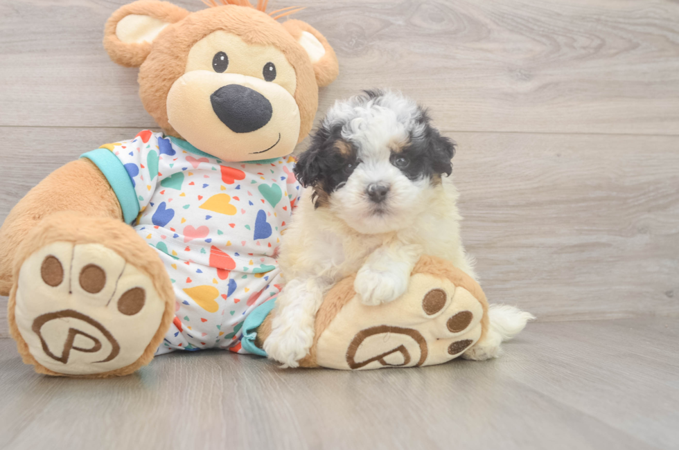 5 week old Havapoo Puppy For Sale - Seaside Pups