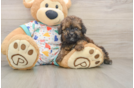 Havapoo Puppy for Adoption