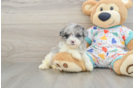 Playful Havadoodle Poodle Mix Puppy