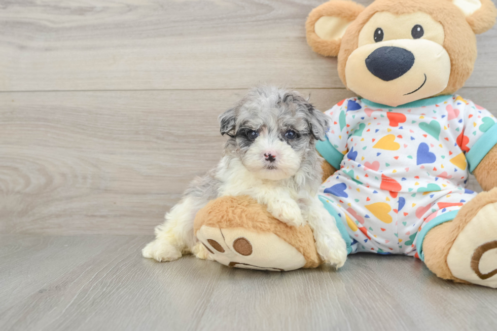 Playful Havadoodle Poodle Mix Puppy