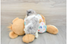 Havapoo Puppy for Adoption