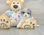 7 week old Havapoo Puppy For Sale - Seaside Pups