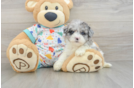 Havapoo Pup Being Cute