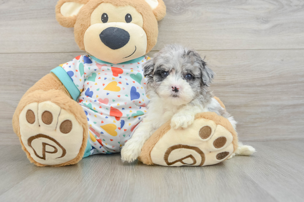 5 week old Havapoo Puppy For Sale - Seaside Pups