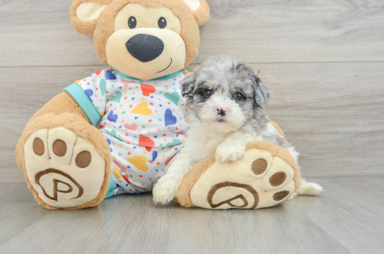 Havapoo Pup Being Cute