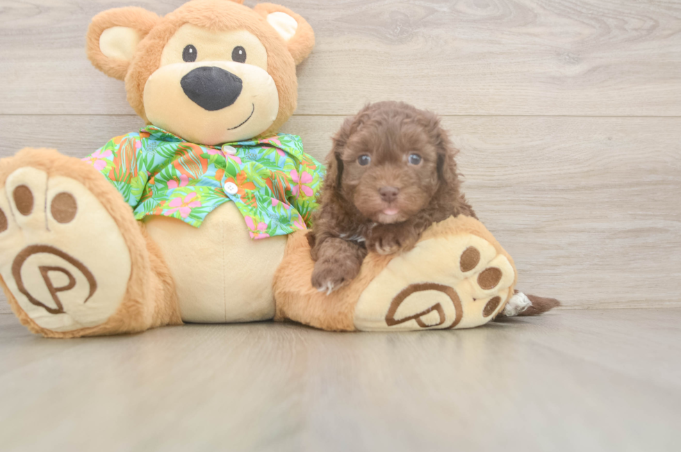 5 week old Havapoo Puppy For Sale - Seaside Pups
