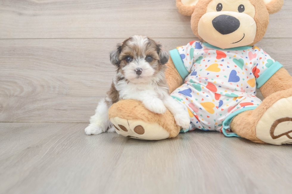 5 week old Havapoo Puppy For Sale - Seaside Pups