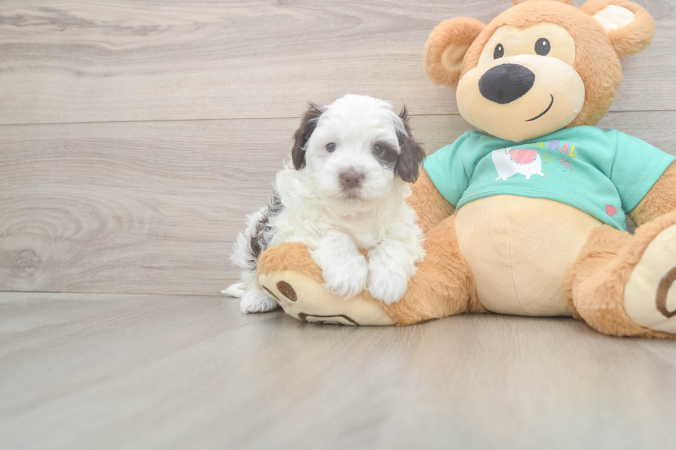 Havapoo Puppy for Adoption