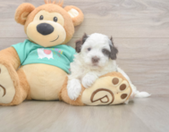 7 week old Havapoo Puppy For Sale - Seaside Pups