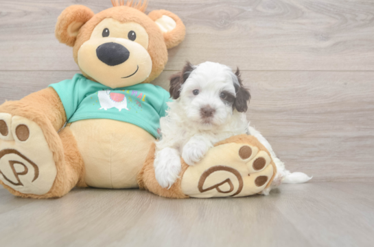 Little Havadoodle Poodle Mix Puppy
