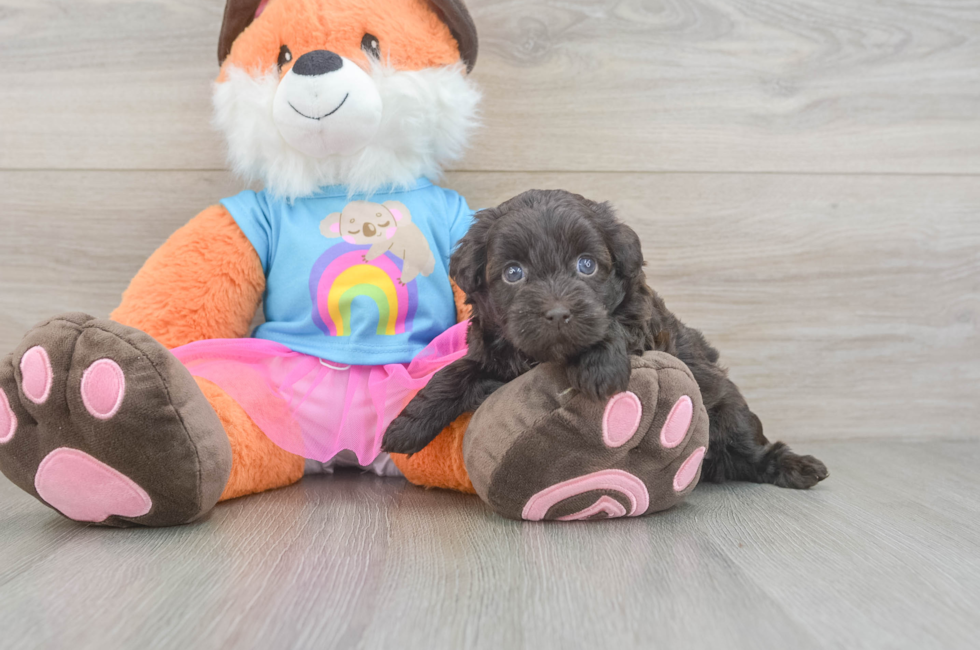 5 week old Havapoo Puppy For Sale - Seaside Pups