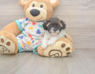 6 week old Havapoo Puppy For Sale - Seaside Pups