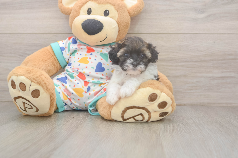 5 week old Havapoo Puppy For Sale - Seaside Pups