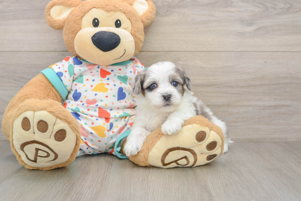 Havapoo Puppy for Adoption