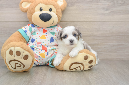 Havapoo Puppy for Adoption