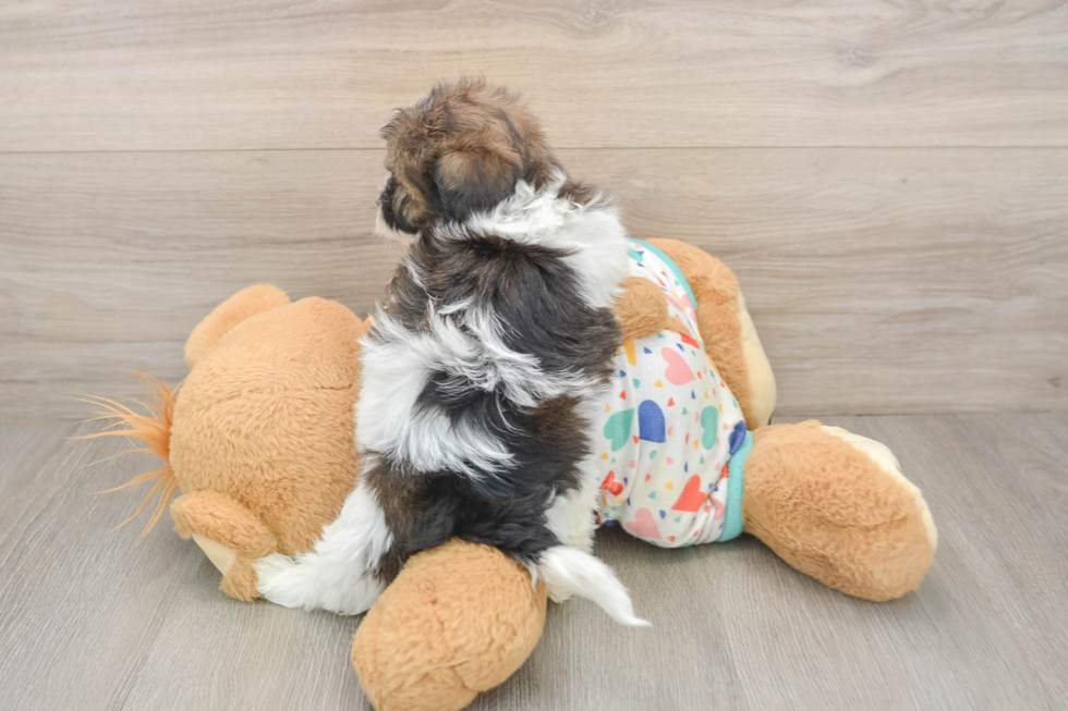 Cute Havapoo Baby