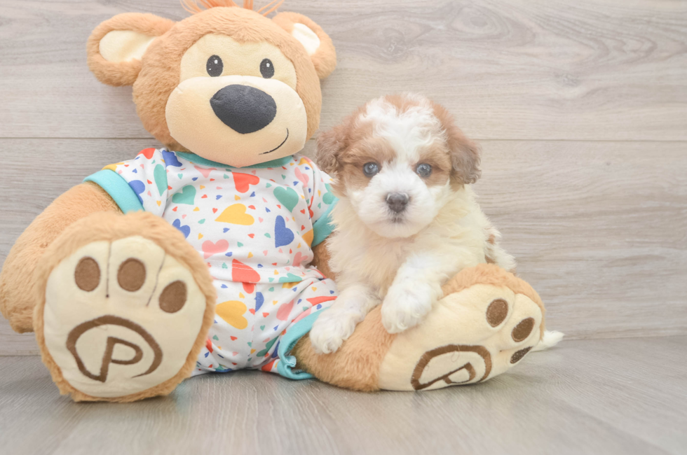 5 week old Havapoo Puppy For Sale - Seaside Pups