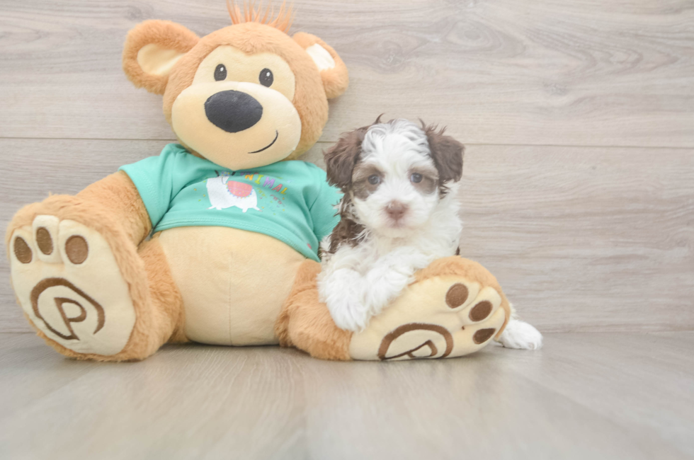 5 week old Havapoo Puppy For Sale - Seaside Pups