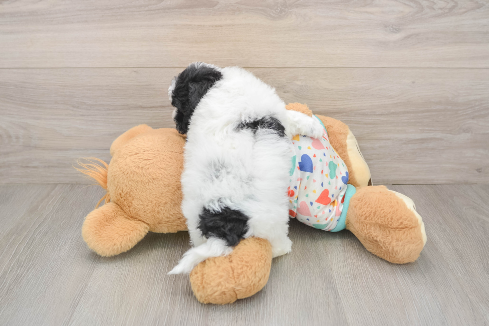 Energetic Havadoodle Poodle Mix Puppy
