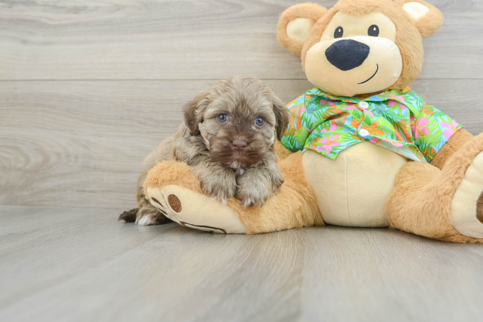 Fluffy Havapoo Poodle Mix Pup