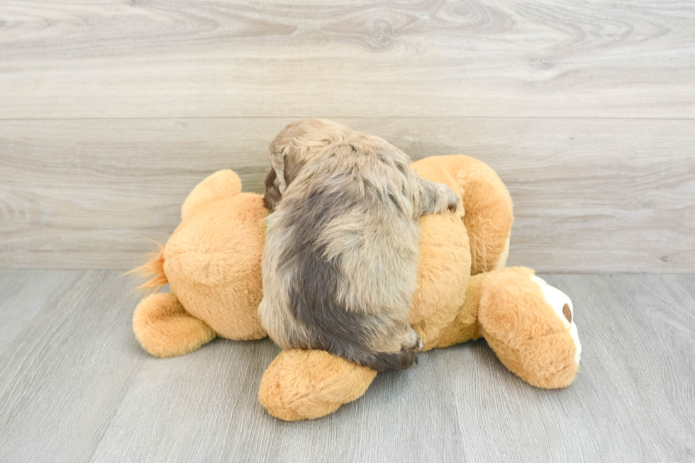 Playful Havadoodle Poodle Mix Puppy