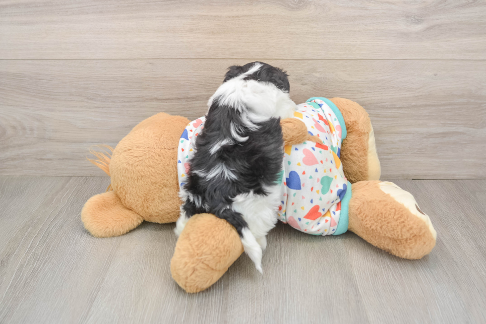 Funny Havapoo Poodle Mix Pup