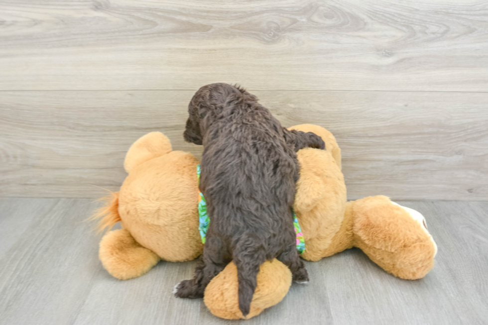 Adorable Havadoodle Poodle Mix Puppy