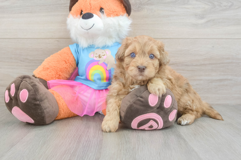 5 week old Havapoo Puppy For Sale - Seaside Pups