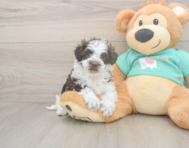 8 week old Havapoo Puppy For Sale - Seaside Pups
