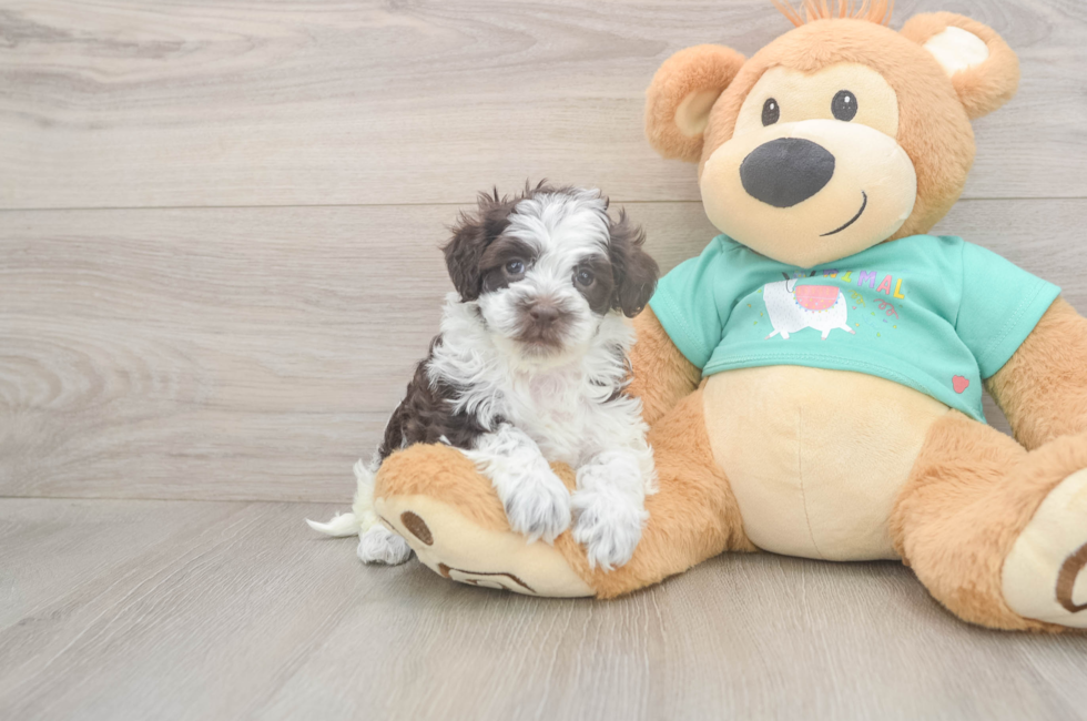 5 week old Havapoo Puppy For Sale - Seaside Pups