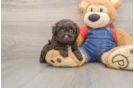 Hypoallergenic Havadoodle Poodle Mix Puppy