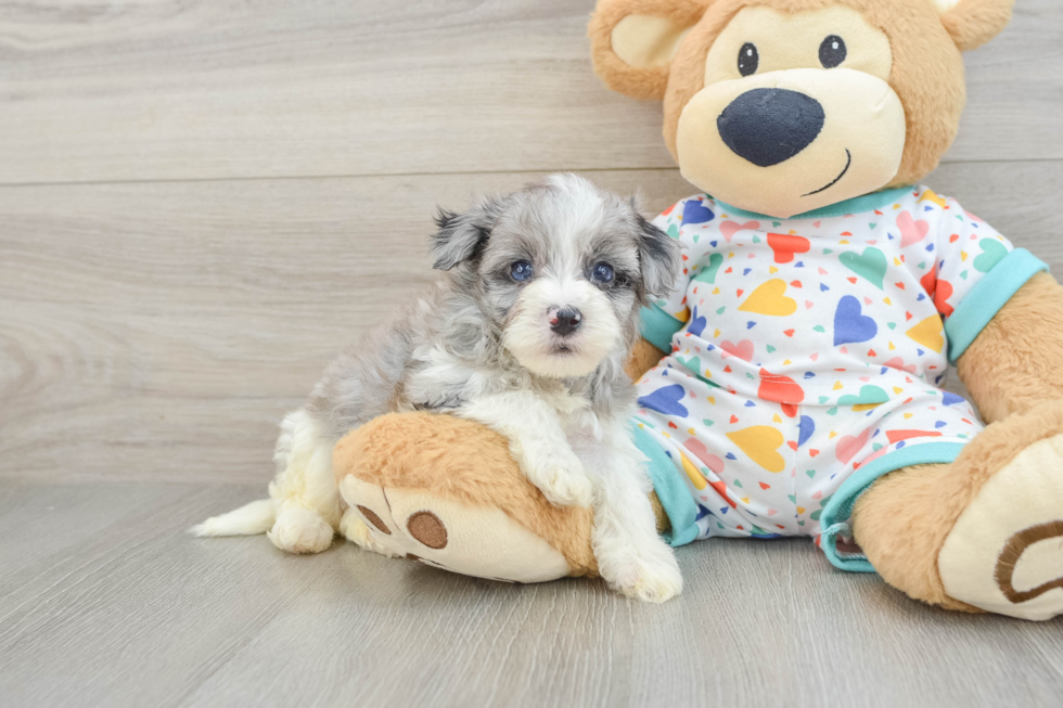 Cute Havapoo Baby