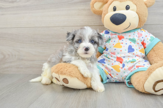 Cute Havapoo Baby