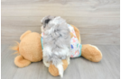 Smart Havapoo Poodle Mix Pup