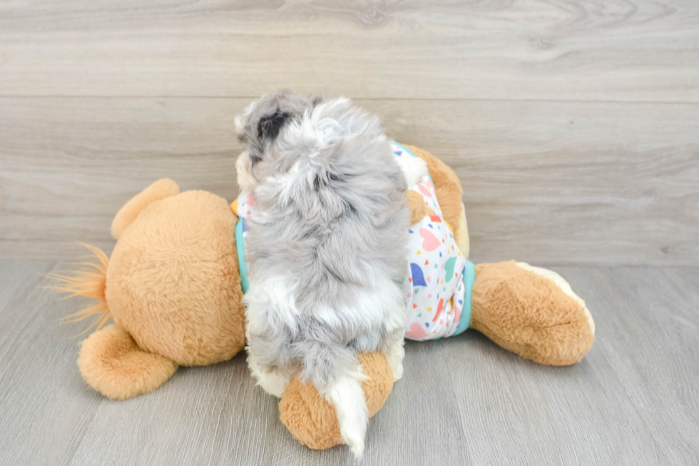 Smart Havapoo Poodle Mix Pup