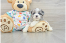 Petite Havapoo Poodle Mix Pup
