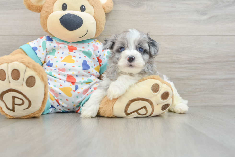 Petite Havapoo Poodle Mix Pup