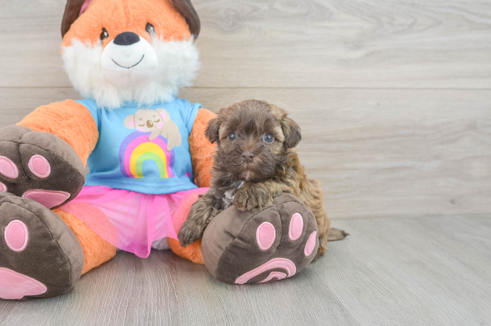5 week old Havapoo Puppy For Sale - Seaside Pups