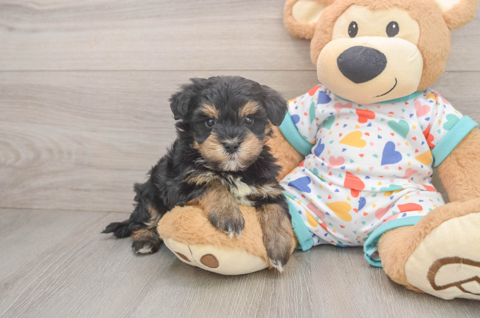 5 week old Havapoo Puppy For Sale - Seaside Pups