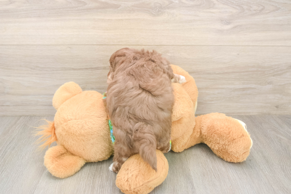 Havapoo Puppy for Adoption