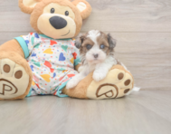 6 week old Havapoo Puppy For Sale - Seaside Pups