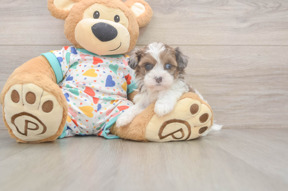 5 week old Havapoo Puppy For Sale - Seaside Pups